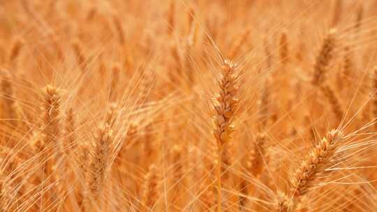 麦子天空 小麦生长 丰收 麦浪 收割