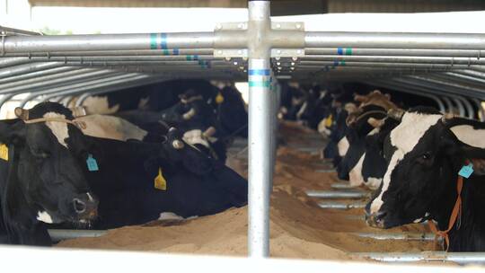 奶牛 奶牛养殖 奶牛挤奶 奶牛喂养视频素材模板下载