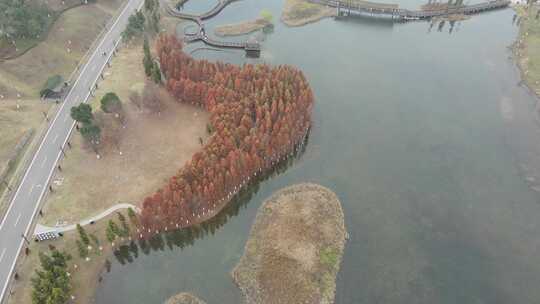 航拍长沙松雅湖公园秋天红色水杉林