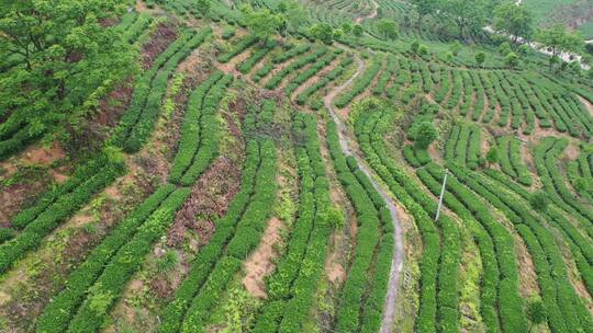 安溪茶园茶山航拍梯田绿色风景自然生态视频素材模板下载