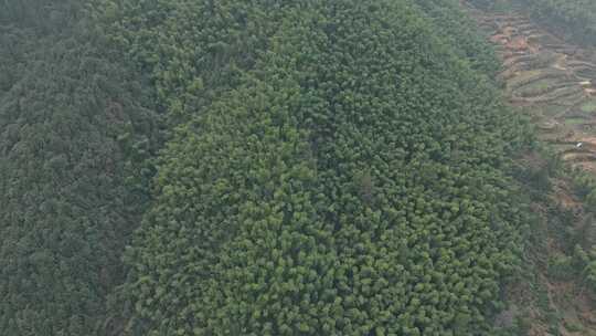 皖南山区大山中的葱郁的竹林景观