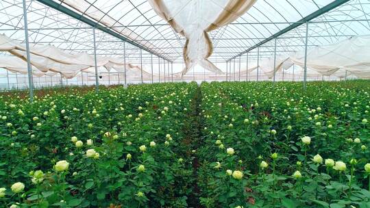 现代化鲜花种植基地航拍