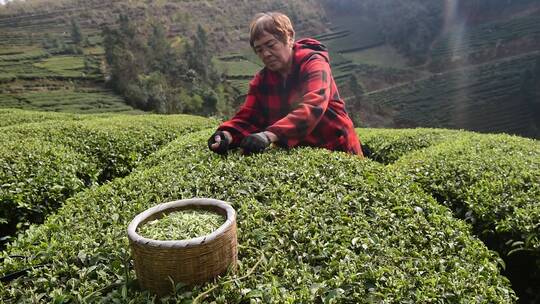 茶叶茶绿茶采茶茶山春茶茶园4K实拍