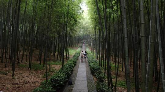 浙江桐庐大奇山竹林航拍视频素材模板下载