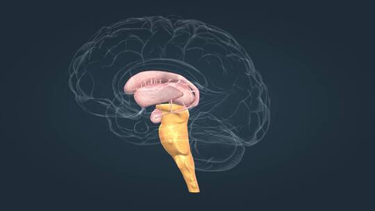 医学人体器官大小脑神经系统脑室三维动画