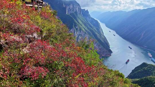 三峡红叶