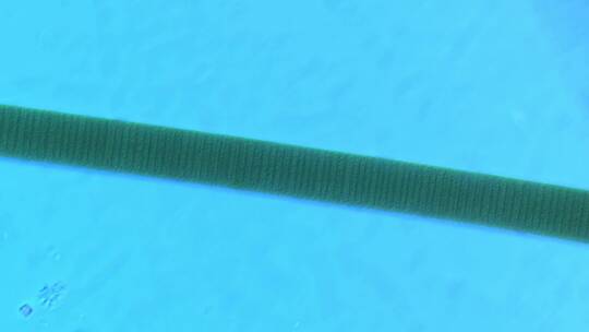 显微镜下的微观世界微生物 颤藻9