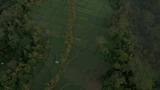 Mancingan，水稻梯田，巴厘岛，无