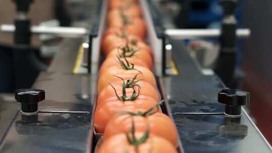 食品加工厂内红番茄在流水线传送带上通过