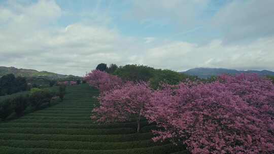 台品樱花茶园