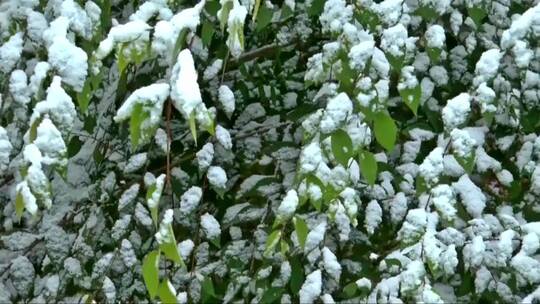 绿色的树条上落了厚厚的雪