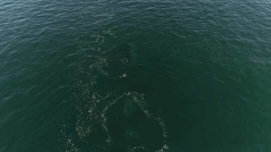 观赏座头鲸鳍拍打的旅游船鸟瞰图-Megaptera novaeangliae