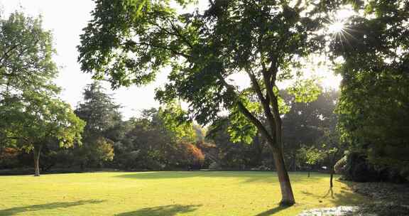 公园里阳光穿透树木 洒在草地上