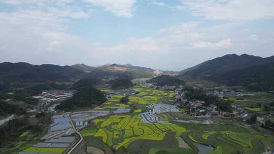 航拍乡村田野油菜花田