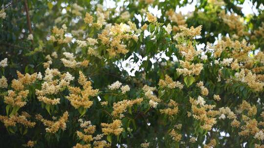 北京丁香花