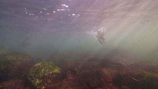 海狮，游泳，海洋，海底