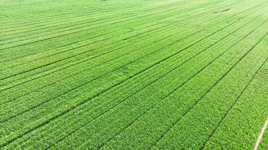 4K航拍麦田稻田麦子麦地农作物大规模种植