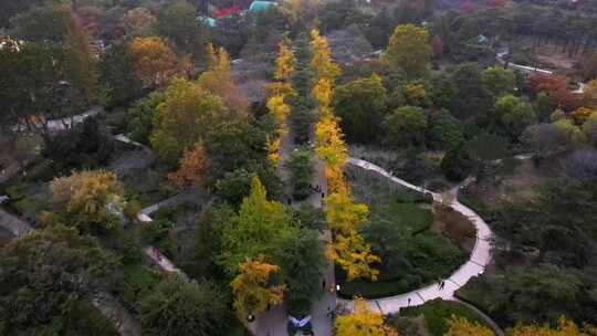 青岛中山公园秋天菊花展航拍鸟瞰全景