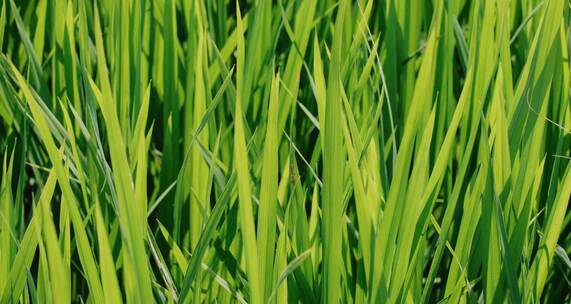 嫩绿色的秧苗，夏天绿油油的水稻田