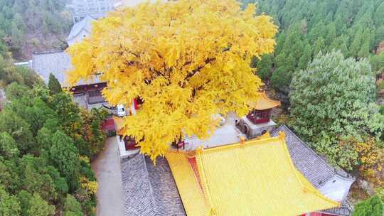 山东济南淌豆寺秋天航拍寺庙