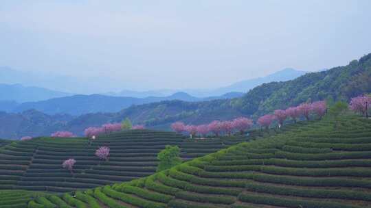 杭州富阳拔山春天樱花茶园风景