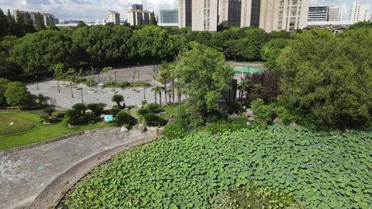 上海广兰公园荷花荷叶4K航拍