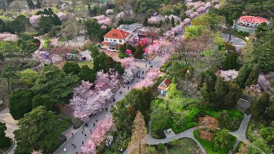 青岛春天青岛中山公园樱花