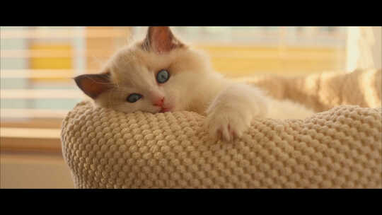 午后躺着猫窝里的可爱猫布偶猫特写视频素材模板下载