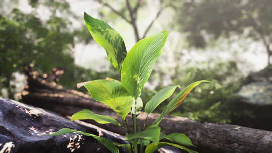 生长在岩石上的小植物