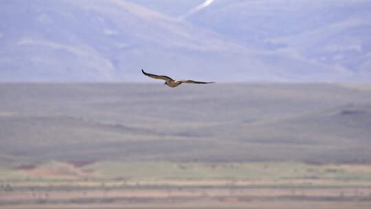 斯温森的Hawk在犹他州的田野上滑行视频素材模板下载