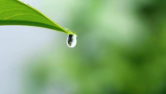 树叶水滴绿叶雨滴微距升格晨露露珠水珠滑落