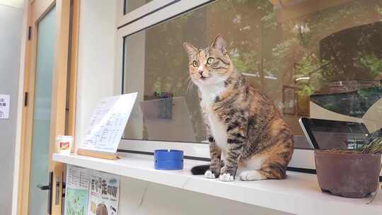 咖啡店的小猫在东张西望