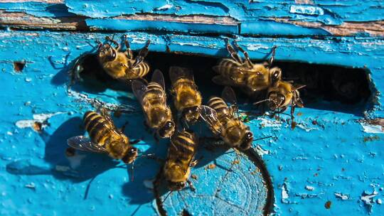 一群蜜蜂在蜂巢的入口处