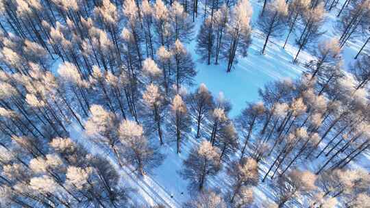 航拍雪原松林