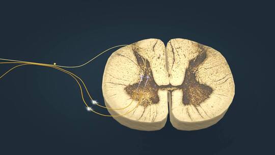 脊髓神经传导神经传输退避反射三维动画