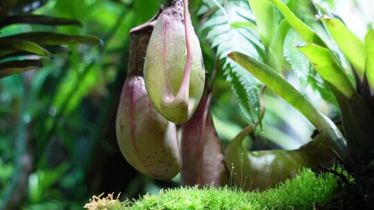 【镜头合集】猪笼草食虫草珍稀植物热带