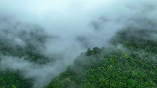 大自然原始森林云雾溪流绿色生态