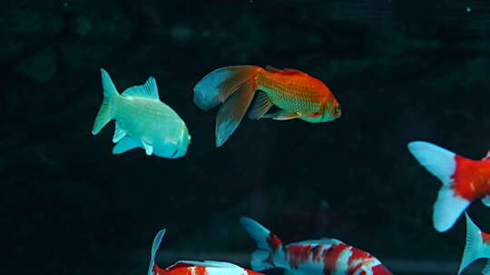 水族馆 群鱼 观赏鱼 鱼类