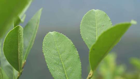 雨后茶叶上水珠露珠