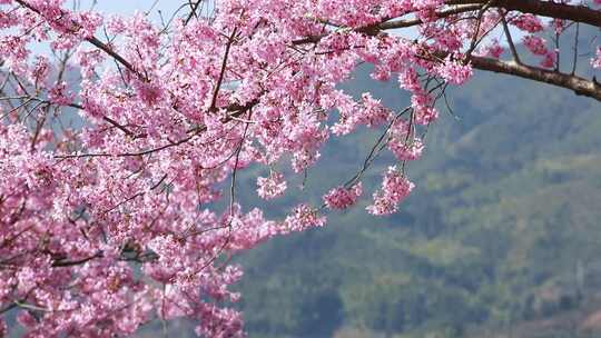 福建龙岩台品樱花茶园