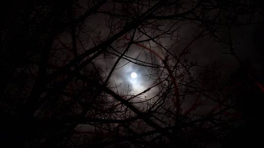 月光穿过树林被乌云遮挡