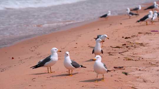 海滩沙滩上的海鸥