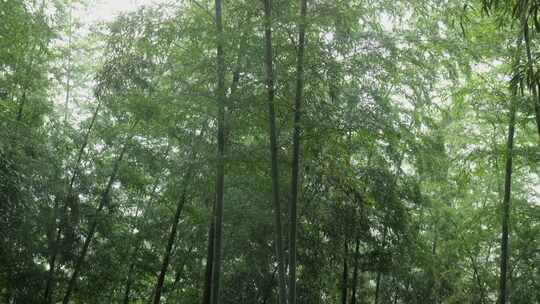 下雨天竹林景观特写，竹节挺拔竹叶繁茂