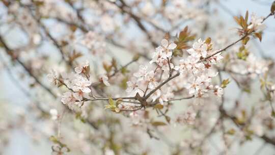 春天春暖花开白色花朵桃花樱花空镜