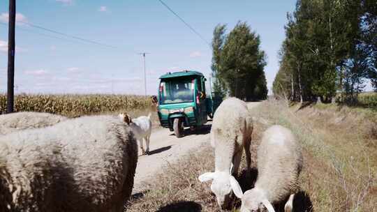 农村畜养羊群