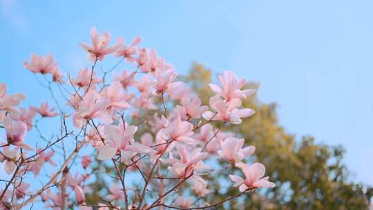 春天 桃花盛开视频素材模板下载