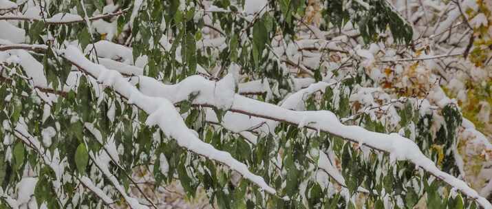 初冬大雪树叶风雪北方冬季寒潮