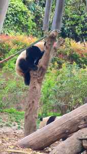 四川成都大熊猫繁育基地可爱的熊猫