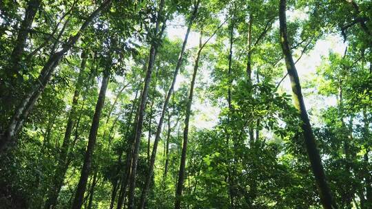 绿色森林树木丛林自然风景