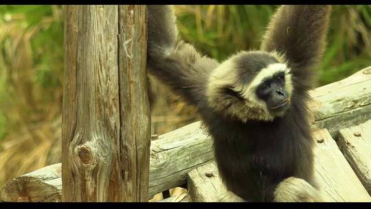 猴子猩猩狒狒动物园野生动物视频素材模板下载